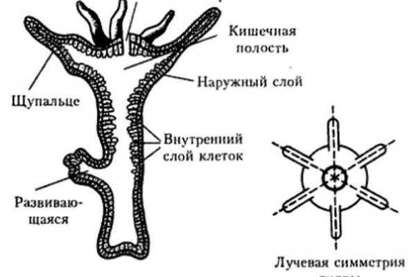 Kraken at зеркало