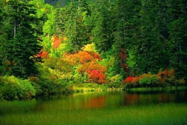 Кракен купить меф