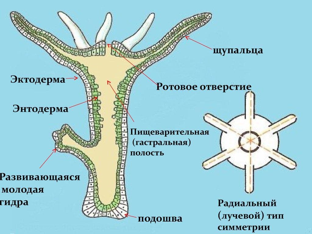 Кракен это гидра